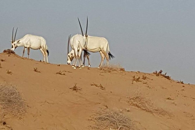Cape Town Safari Transfers - What the private vehicle changes