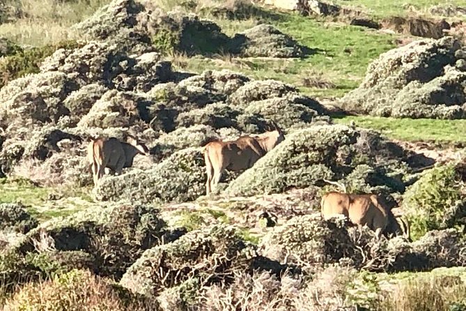 Cape Town Safari Transfers - The return journey after your safari