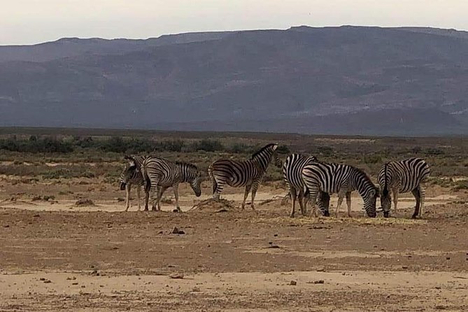 Cape Town Safari Transfers - Who will get the best value