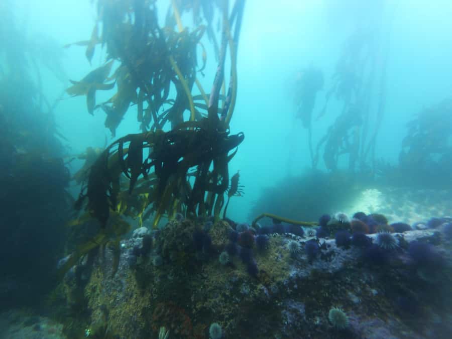 Cape Town: Scuba Diving Experience for Beginners - Weather decides more than the brochure can
