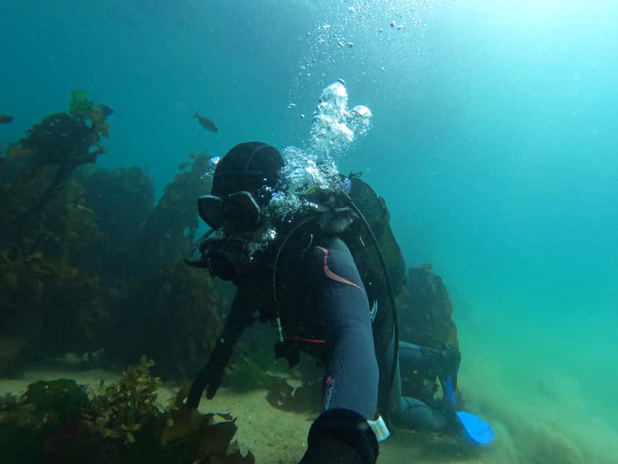 Cape Town: Scuba Diving Experience for Beginners - What the strongest guide feedback tells you