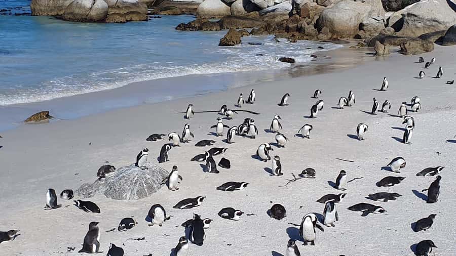 Cape Town: Seal Island, Cape of Good Hope& Penguins Private - Camps Bay and the Atlantic seaboard