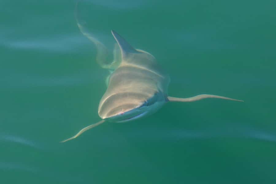 Cape Town: Shark Cage Dive - Key points to know before booking