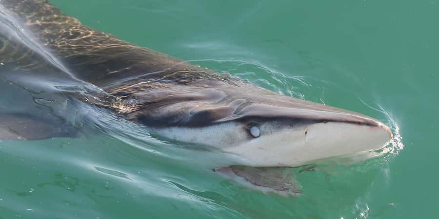 Cape Town: Shark Cage Dive - Why Simon’s Town is the right launch point