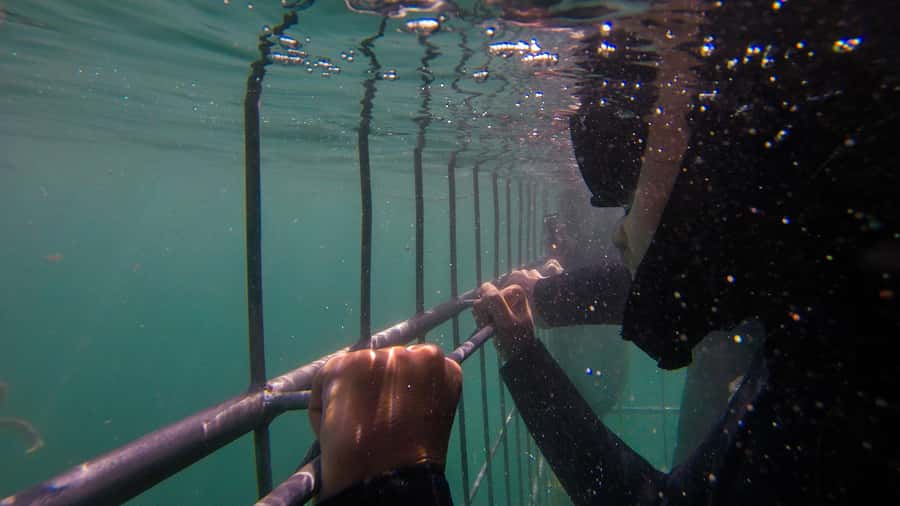 Cape Town: Shark Cage Dive - What happens during the roughly three-hour outing