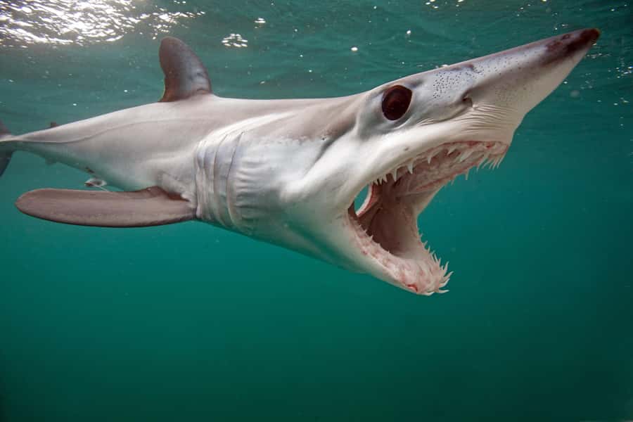 Cape Town: Shark Cage Dive - The weather rule changes how you should plan