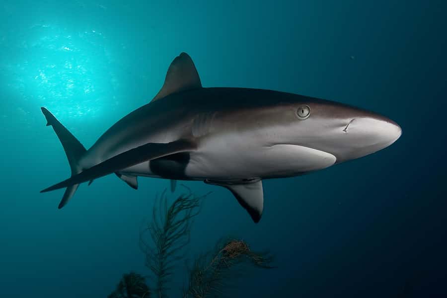 Cape Town: Shark Cage Dive - False Bay is a wildlife trip, not just a shark trip