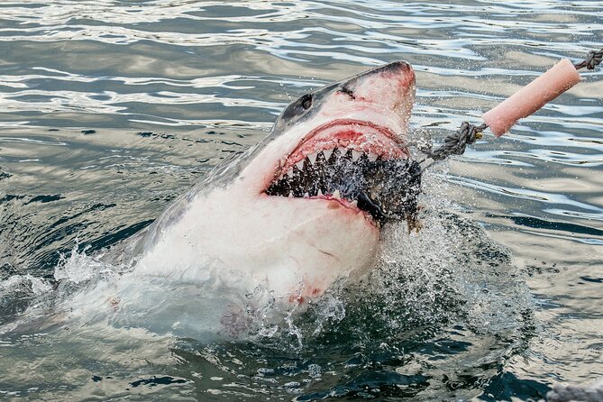 Cape Town: Shark Cage Diving & Penguins Tour to Gansbaai with private transfers - Key points to know before you book
