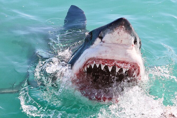 Cape Town: Shark Cage Diving & Penguins Tour to Gansbaai with private transfers - Stony Point Penguins Colony adds variety