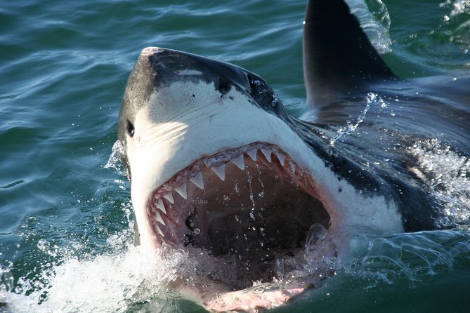 Cape Town: Shark Cage Diving & Penguins Tour to Gansbaai with private transfers - Breakfast, briefing, and the boat departure