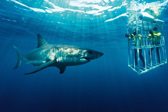 Cape Town: Shark Cage Diving & Penguins Tour to Gansbaai with private transfers - What the shark-cage session is really like