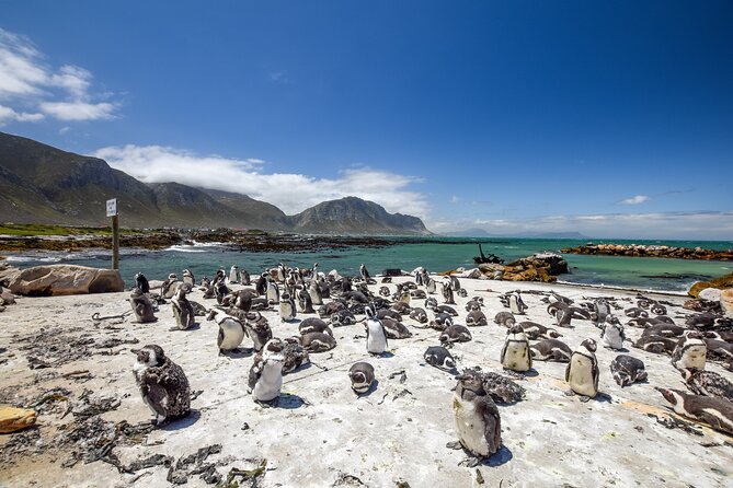 Cape Town: Shark Cage Diving & Penguins Tour to Gansbaai with private transfers - Private road transport does not mean a private tour all day