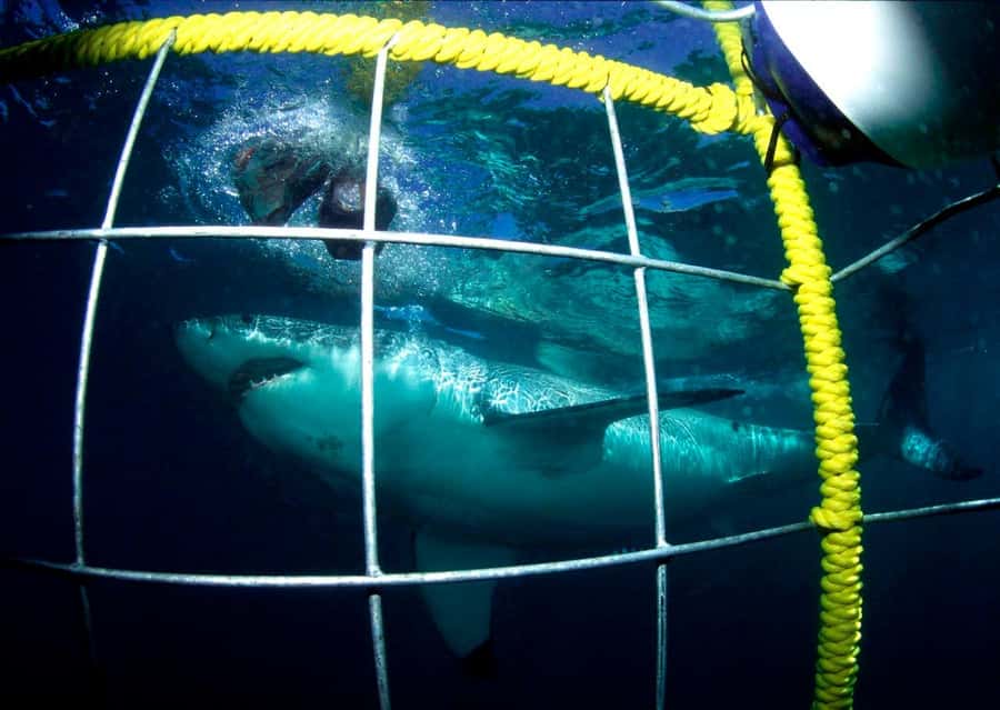 Cape Town: Shark Cage Diving Tour (with Breakfast & Lunch) - Breakfast, Briefing, and the Boat to Shark Alley