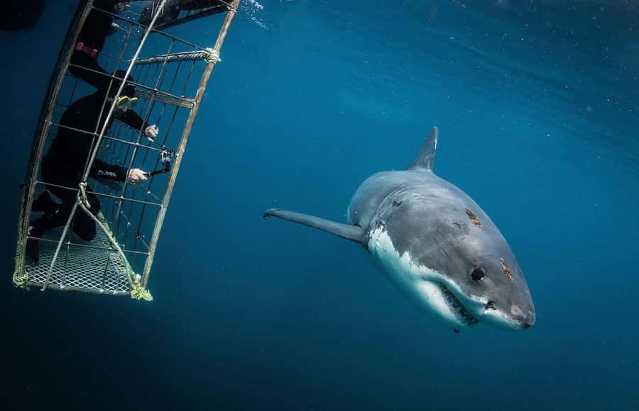 Cape Town: Shark Cage Diving Tour (with Breakfast & Lunch) - Seals, Birds, and Whales Add More Than a Shark Sighting