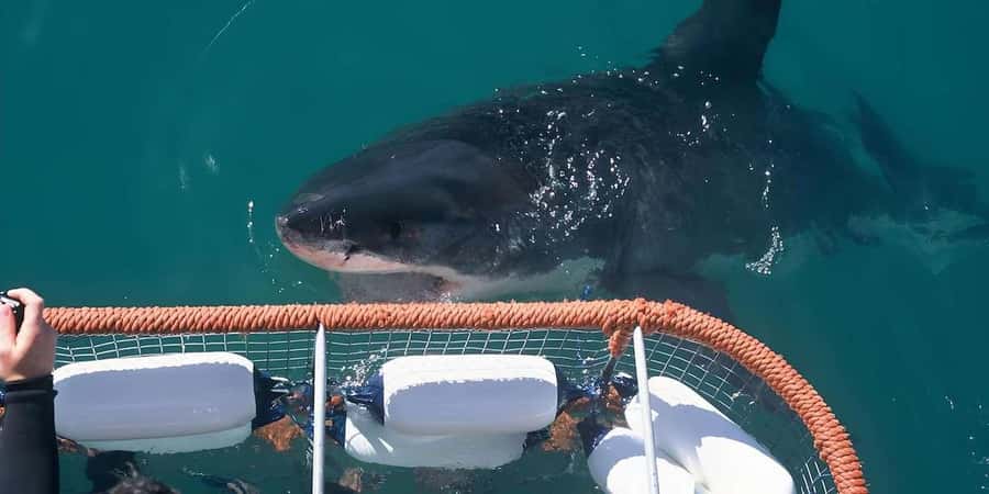 Cape Town: Shark Cage Diving Tour (with Breakfast & Lunch) - Lunch, Soup, and the End of the Activity