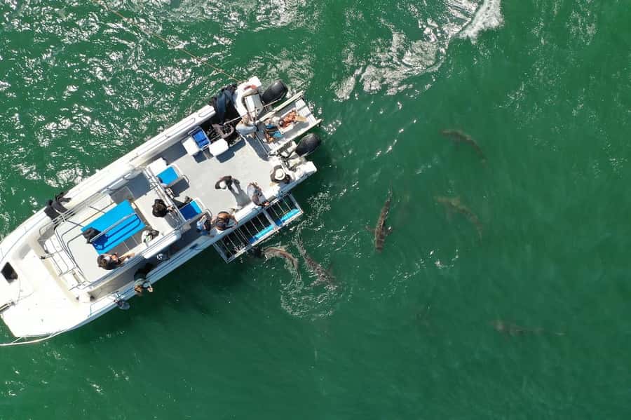 Cape Town: Shark Cage Diving Tour (with Breakfast & Lunch) - Is $278 Good Value for an Eight-Hour Day?