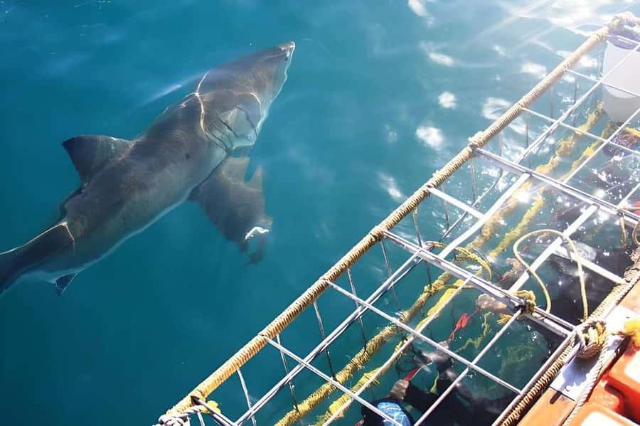Cape Town: Shark Cage Diving Tour (with Breakfast & Lunch) - Who Will Enjoy This Most?