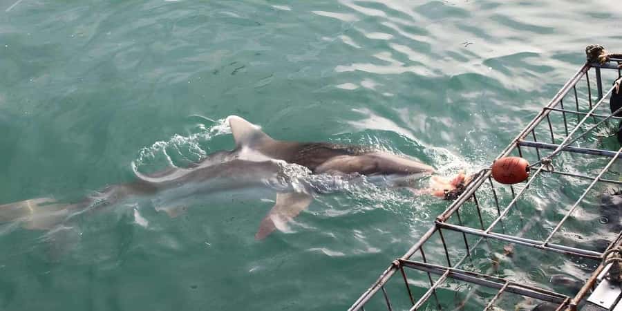 Cape Town: Shark Cage Diving Tour (with Breakfast & Lunch) - Should You Book This Shark Cage Tour?