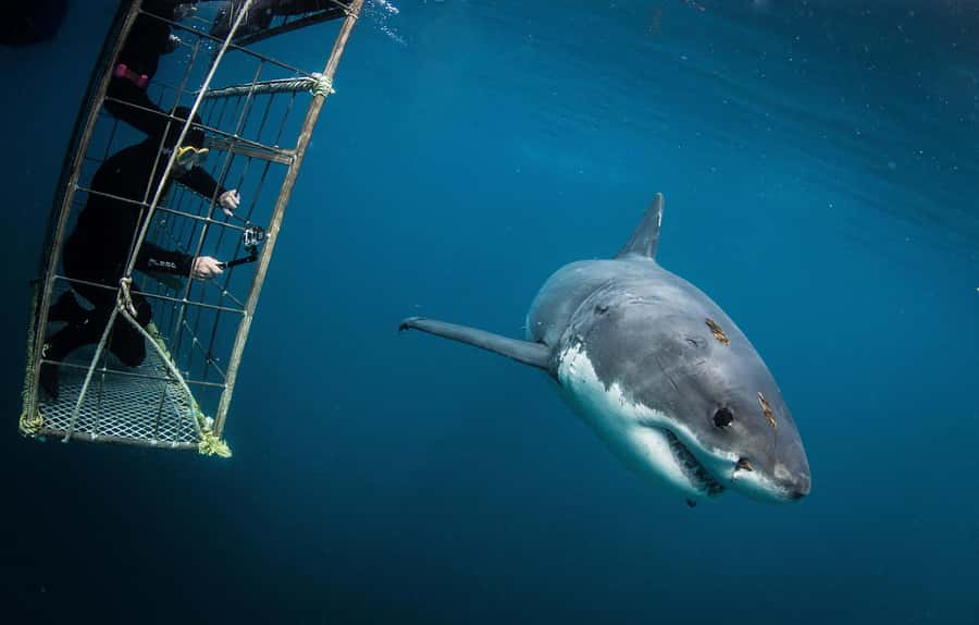 Cape Town: Shark Cage Diving with Snacks and Soft Drinks - Key points at a glance