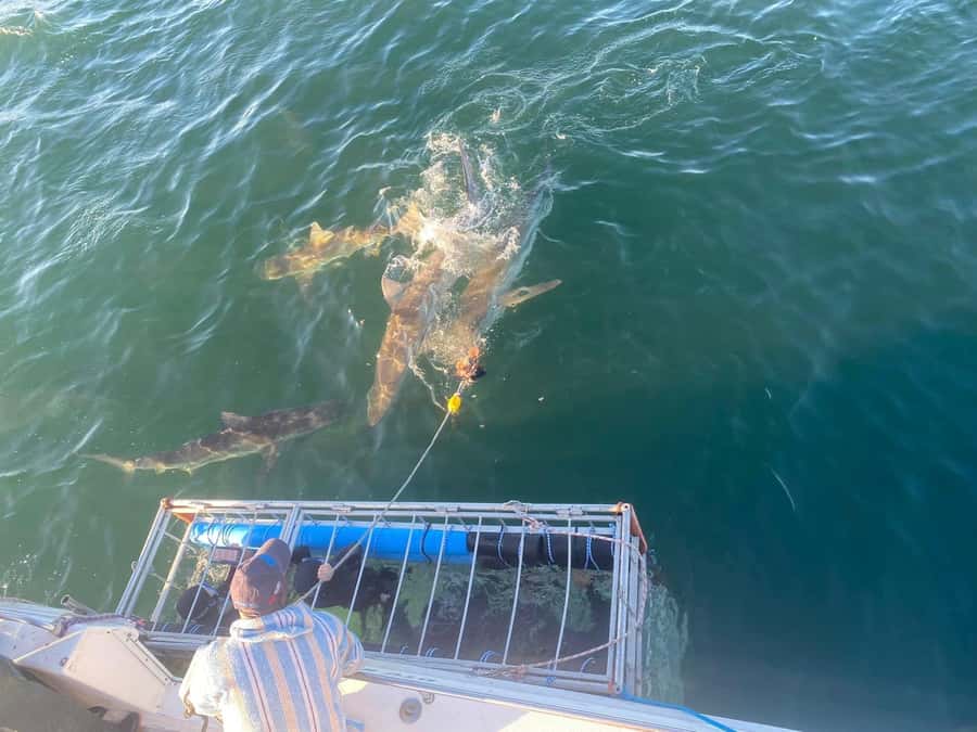 Cape Town: Shark Cage Diving with Snacks and Soft Drinks - Weather, visibility, and what to pack