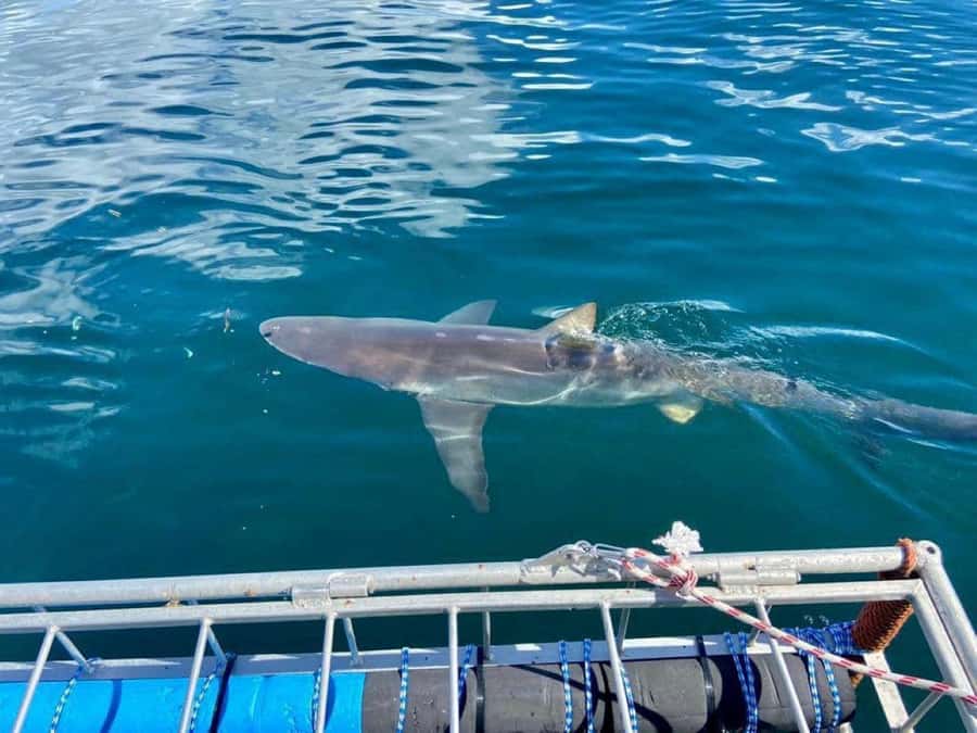 Cape Town: Shark Cage Diving with Snacks and Soft Drinks - Meeting the sharks in False Bay