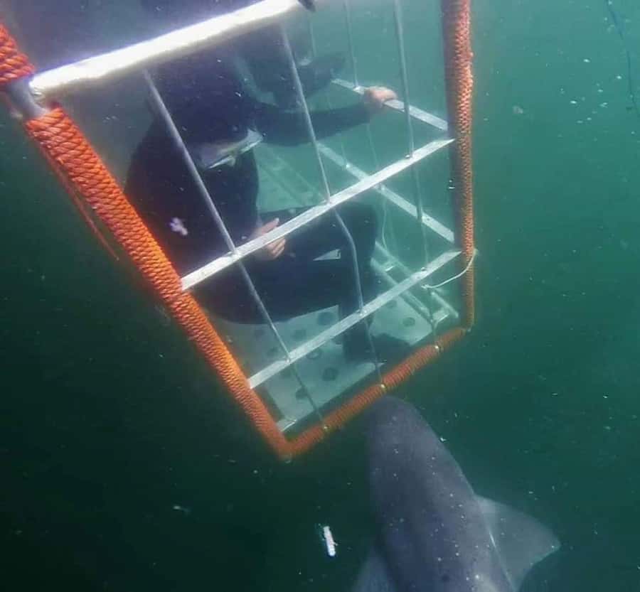 Cape Town: Shark Cage Diving with Snacks and Soft Drinks - The boat ride is part of the reward