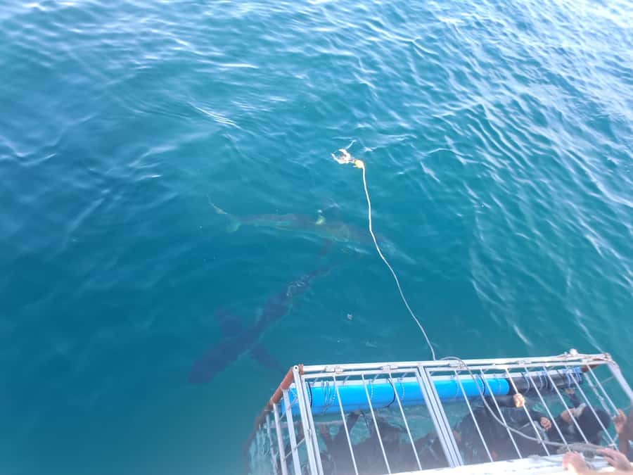 Cape Town: Shark Cage Diving with Snacks and Soft Drinks - Getting ready in the wetsuit