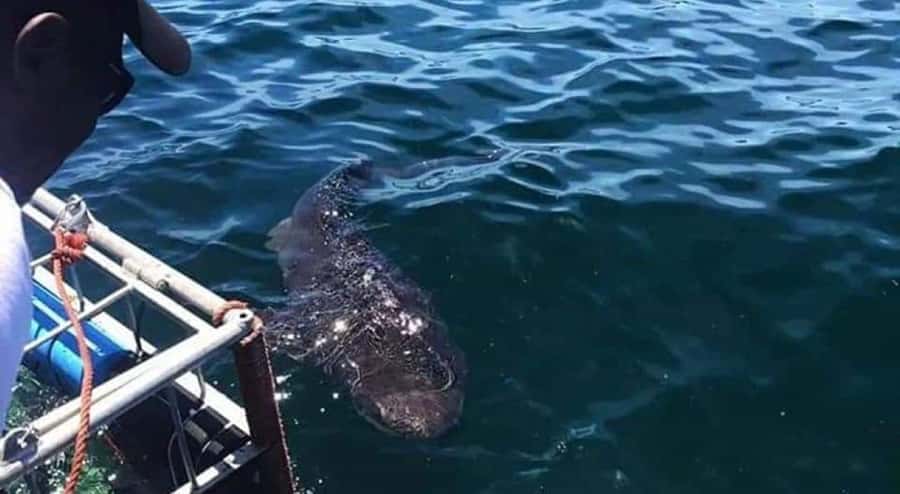 Cape Town: Shark Cage Diving with Snacks and Soft Drinks - Inside the cage with bronze whalers