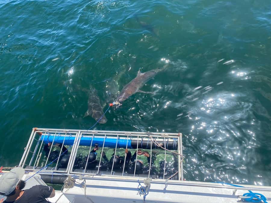Cape Town: Shark Cage Diving with Snacks and Soft Drinks - Watching from the boat