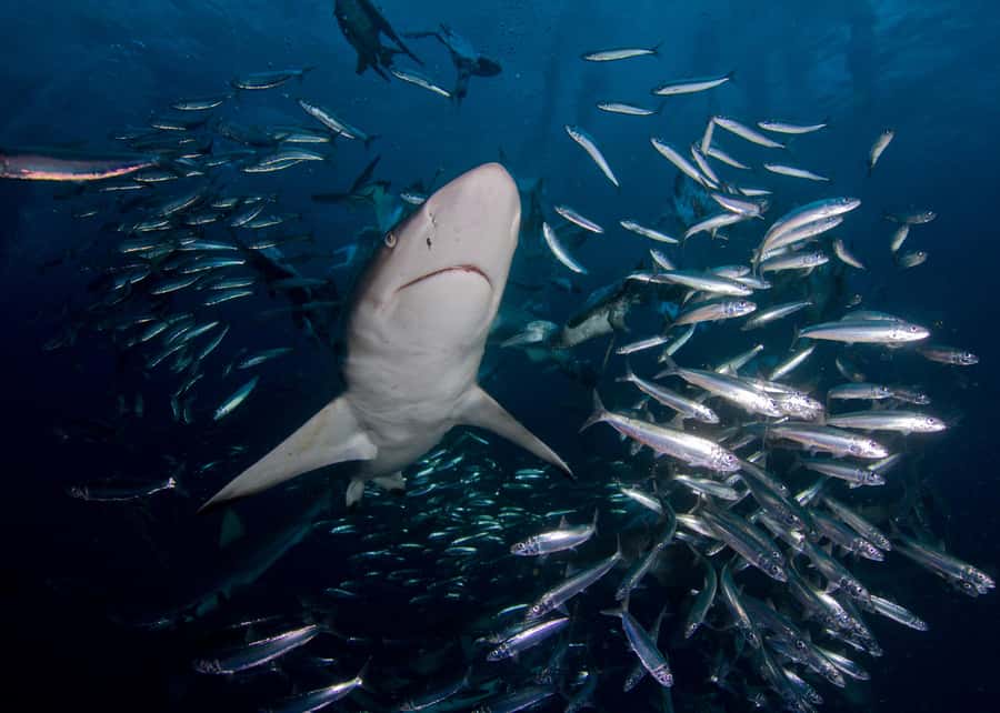 Cape Town: Shark Cage Diving with Snacks and Soft Drinks - Snacks, drinks, and the value of $233