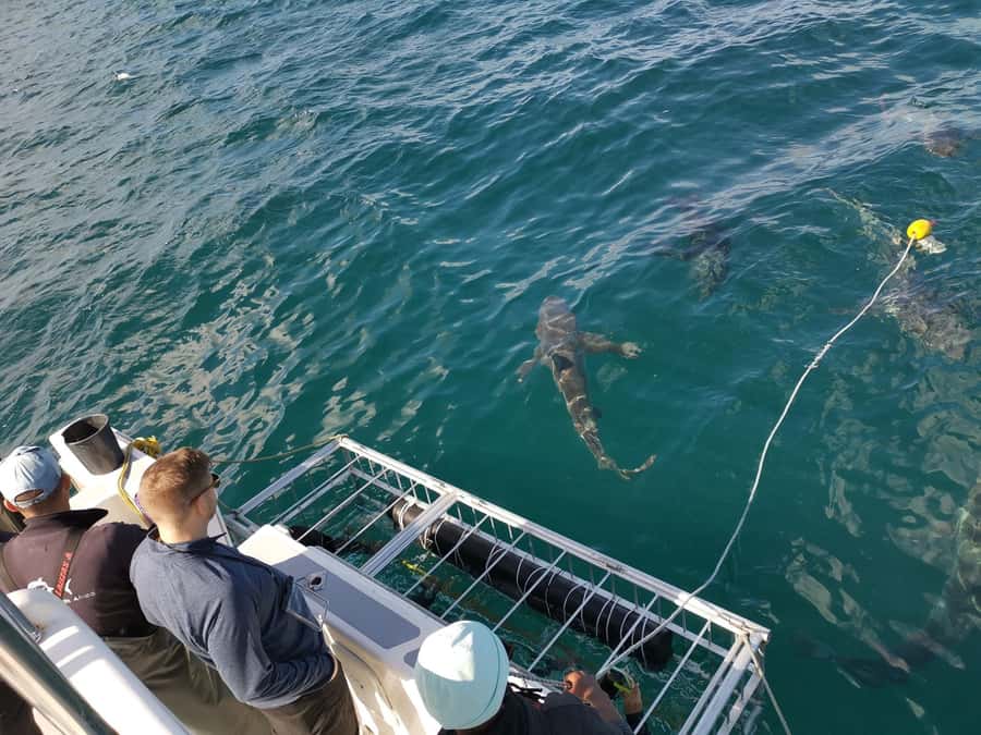 Cape Town: Shark Cage Diving with Snacks and Soft Drinks - What the crew does well