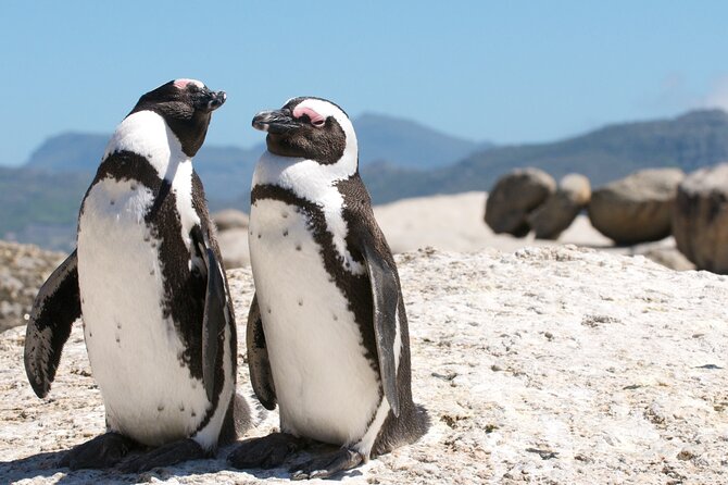 Cape Town Shore Tour: Table Mountain, Penguin & Cape Point - Bo-Kaap: colour, food, and Cape Malay culture
