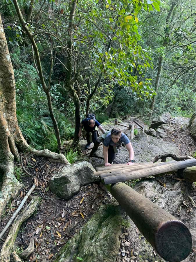 Cape Town: Skeleton Gorge and Kirstenbosch Gardens Hike - What the guides add to the walk