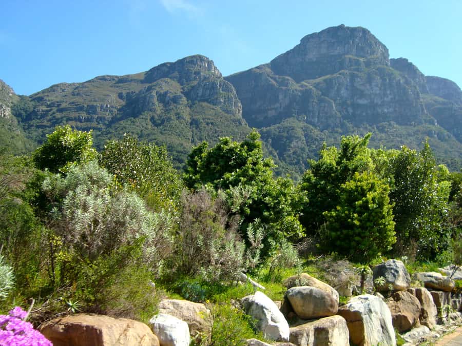 Cape Town: Skeleton Gorge and Kirstenbosch Gardens Hike - Ladders, waterfalls, and polished rock