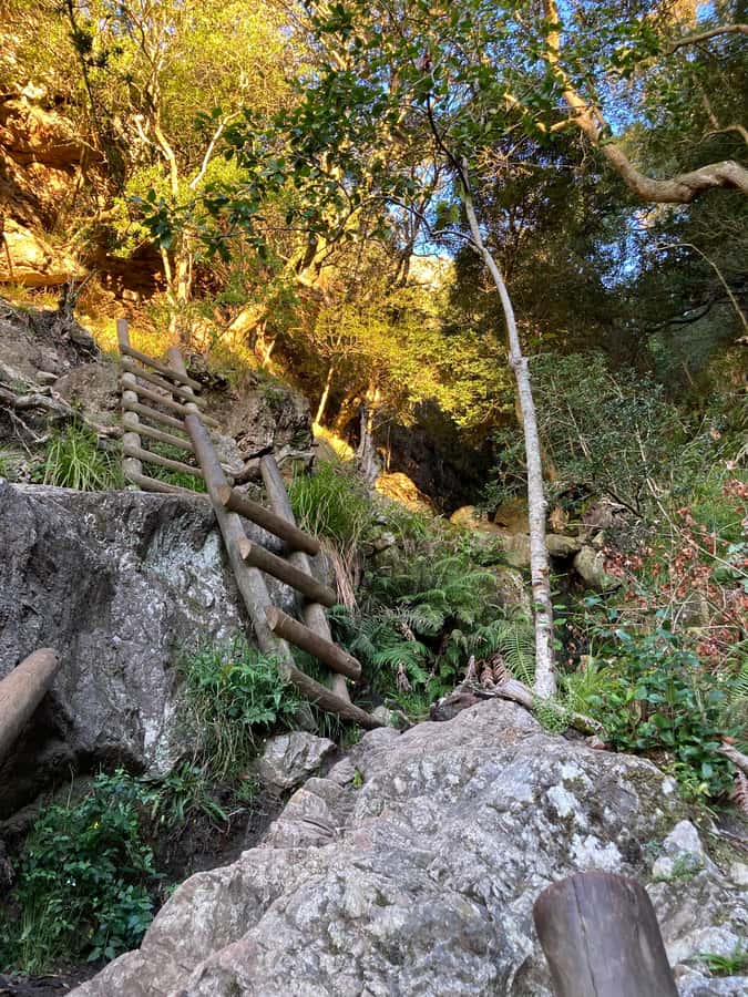 Cape Town: Skeleton Gorge Hike to Table Mountain Summit - Ladders, rocky steps, and slippery weather