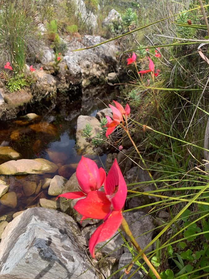 Cape Town: Skeleton Gorge Hike to Table Mountain Summit - Starting at Rycroft Gate in Kirstenbosch