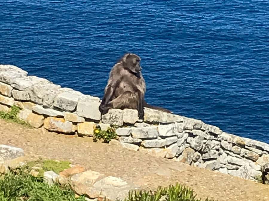 Cape Town: Some Attractions of the Cape (private & exclusiv) - Cape fynbos makes the scenery more than pretty