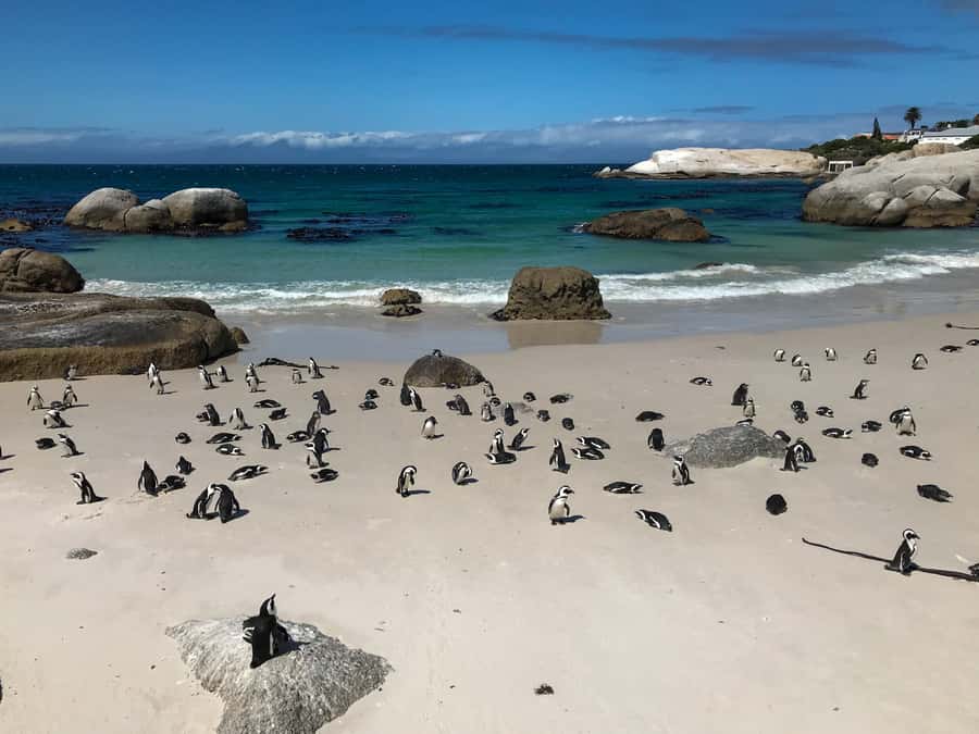Cape Town: Some Attractions of the Cape (private & exclusiv) - Cape Point brings the widest panorama