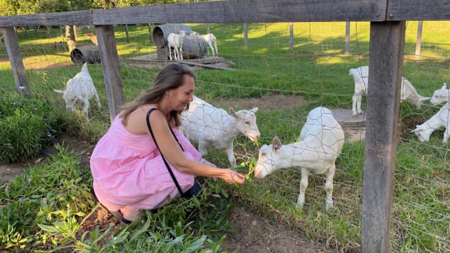 Cape Town: Stellenbosch, Franschhoek and Paarl Wine Day Trip - What the food pairings add to the tour