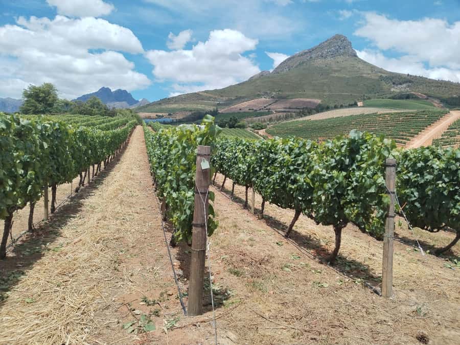 Cape Town: Stellenbosch, Franschhoek, Wine Tasting and Tram - Key points at a glance