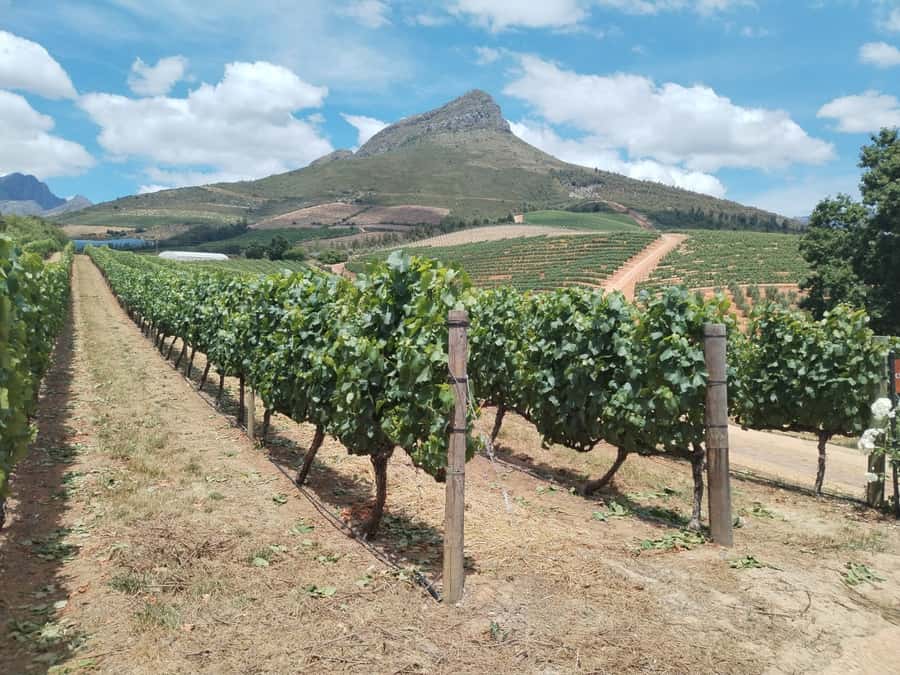 Cape Town: Stellenbosch, Franschhoek, Wine Tasting and Tram - Stellenbosch brings Cape Dutch buildings and old oak trees