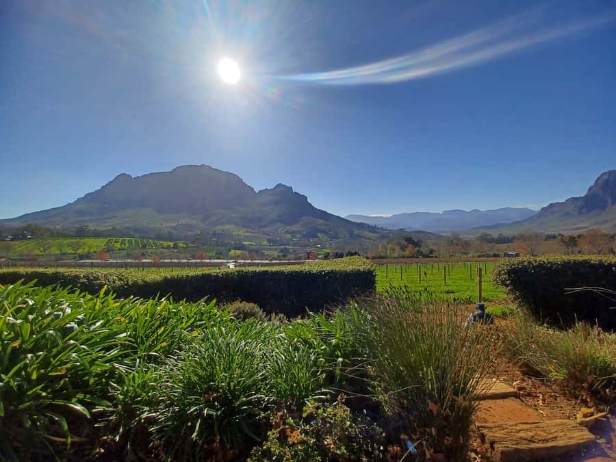 Cape Town: Stellenbosch Wine Half-Day Tour - Key points to know before booking