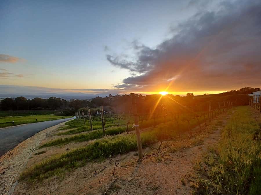 Cape Town: Stellenbosch Wine Half-Day Tour - Leaving Cape Town for the Cape Winelands