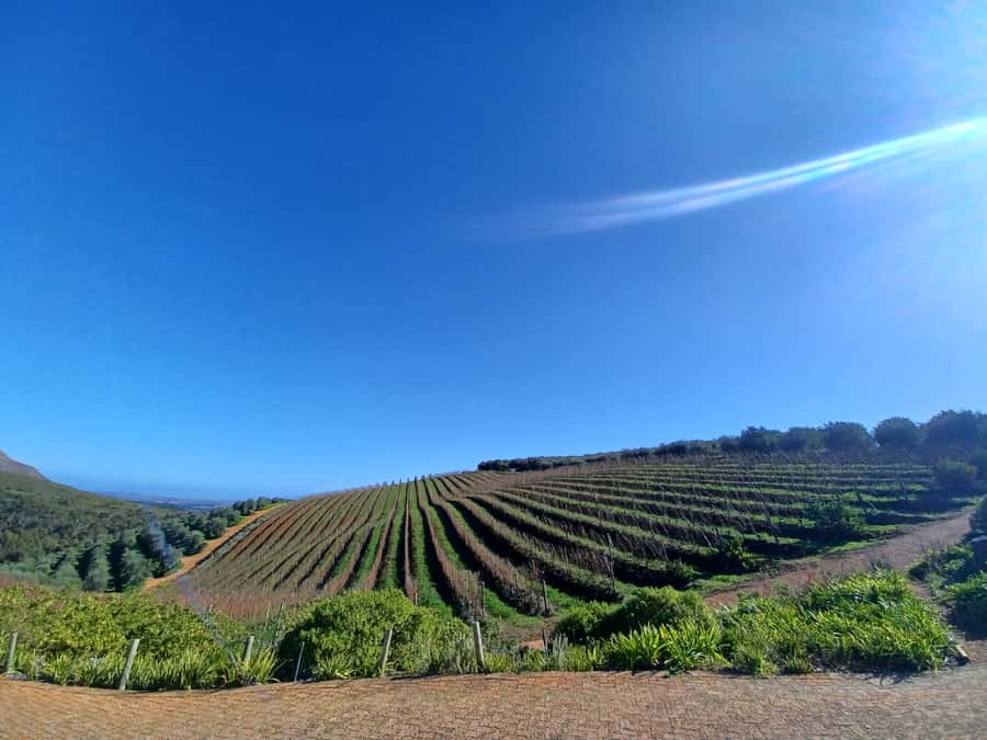 Cape Town: Stellenbosch Wine Half-Day Tour - First tasting at Marianne: red wine and biltong