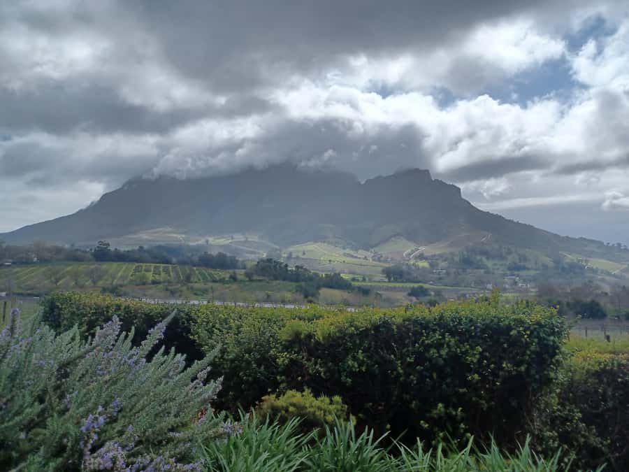 Cape Town: Stellenbosch Wine Half-Day Tour - The guides make the biggest difference