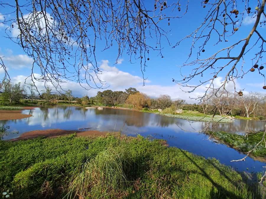 Cape Town: Stellenbosch Wine Half-Day Tour - Stellenbosch, with Cape Dutch charm