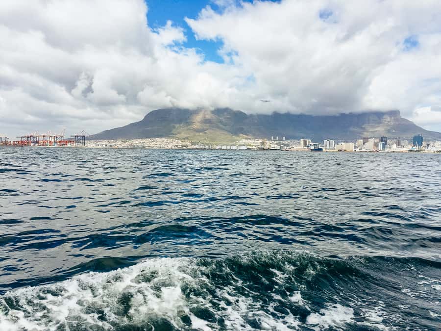 Cape Town: Sunset Champagne Cruise - Wildlife sightings are a lucky extra