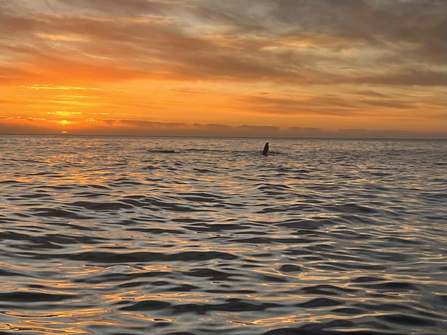 Cape Town: Sunset Cruise from V&A Waterfront with Bubbly - Passing Milnerton lighthouse