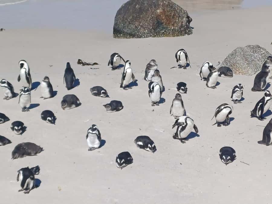 Cape Town: Sunset Penguins & Cape of Good Hope Half-Day Tour - Meeting the penguins at Boulders Beach