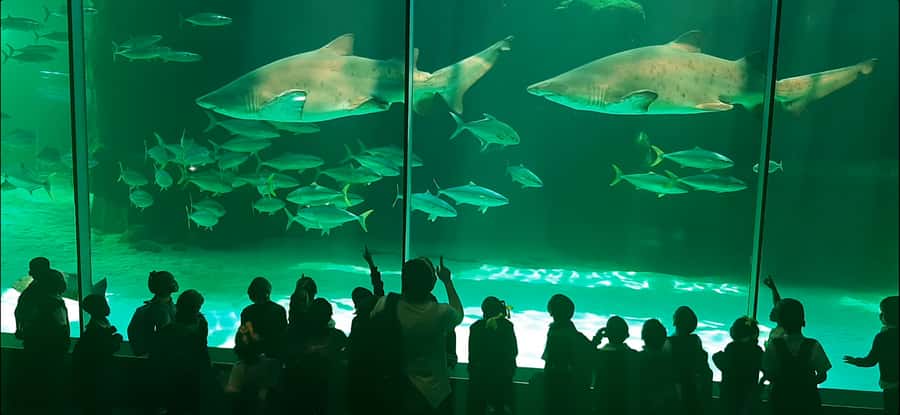Cape Town: Table Mountain and Robben Island Tour - Two Cape Town icons in one long day